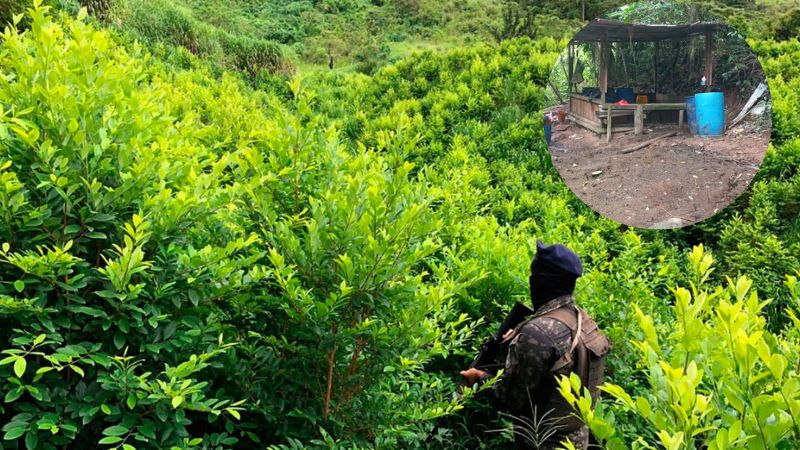 arbusto de coca y narcolaboratorios en colón