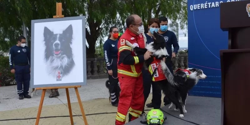 Los perros estaban entrenados para el rescate de personas. 