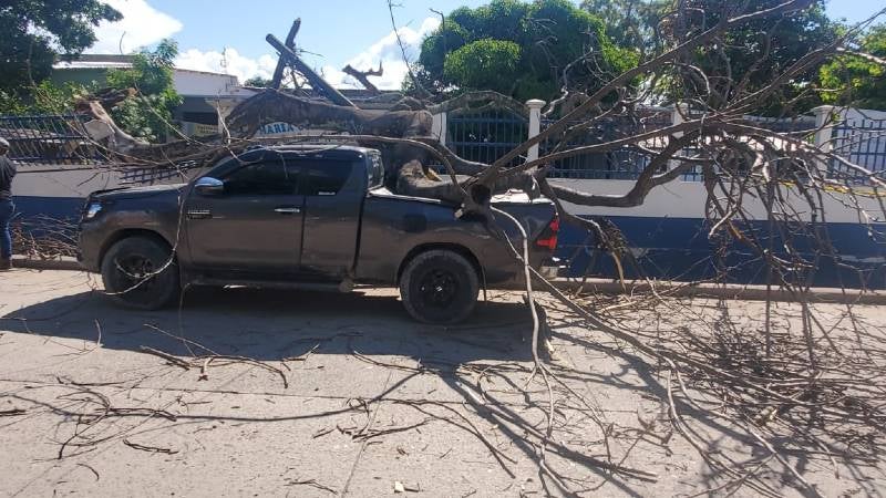 Cae árbol en Comayagua