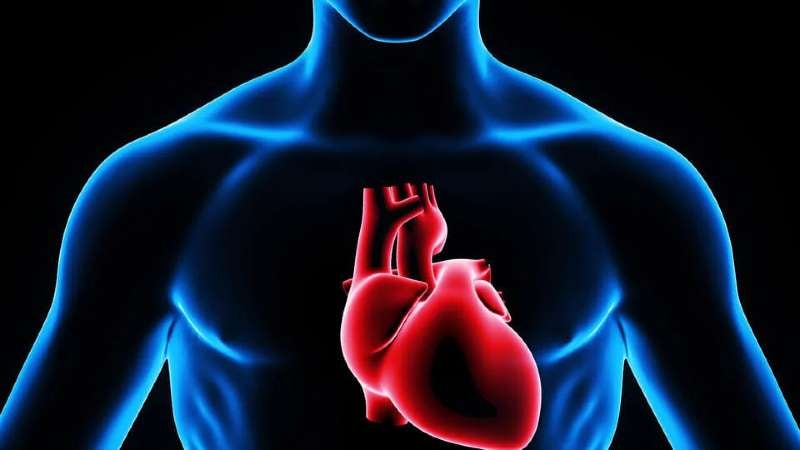 Regenerar el corazón tras un infarto