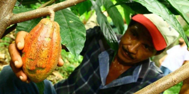El cacao genera miles de empleos en el país. 