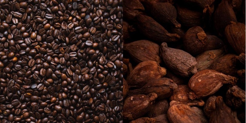 El café y el cacao podrían sembrarse juntos. 