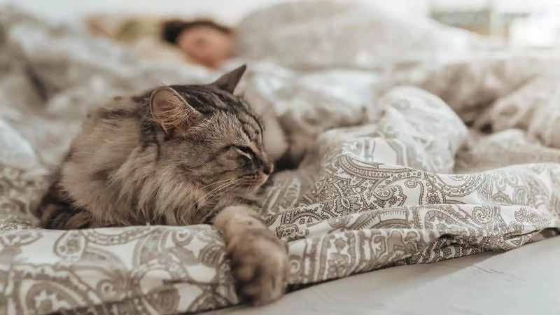 riesgos de dormir con gato