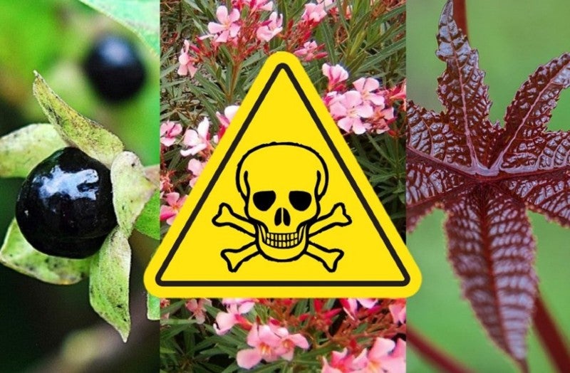 plantas venenosas cómo identificarla