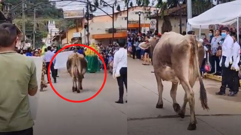 Vacas interrumpen desfiles en Intibucá