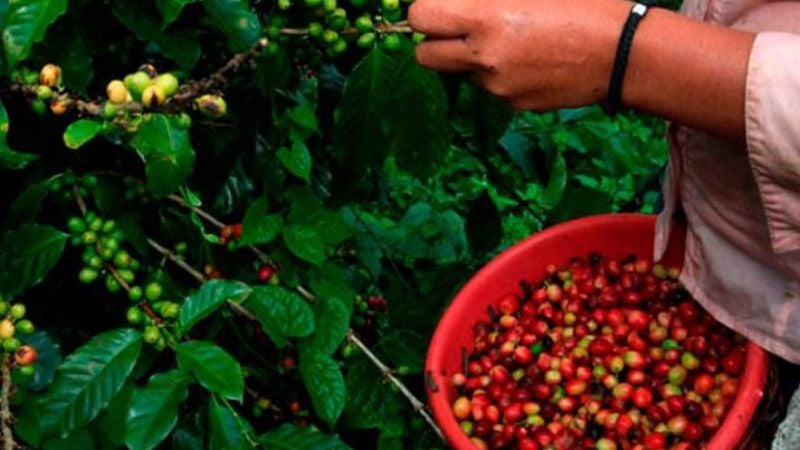 Benefician productores de café con crédito