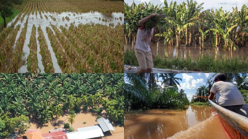FENAGH pérdidas cultivos lluvias