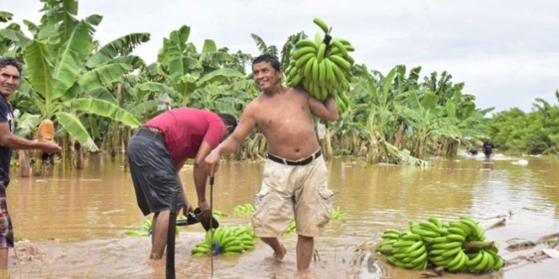El sector bananero ha sido afectado por las lluvias en la última década. 