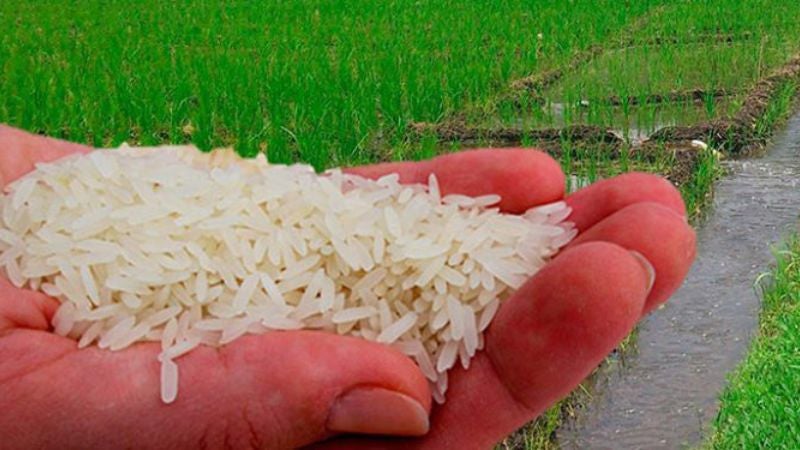 cosechas de arroz
