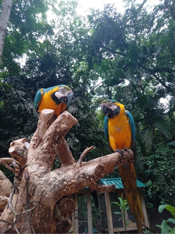 Macaw Montain 2