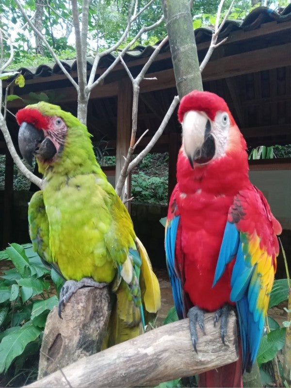 Macaw Montain 3