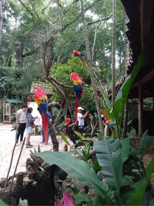 Macaw Montain 9