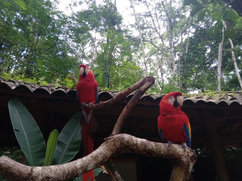 Macaw Montain