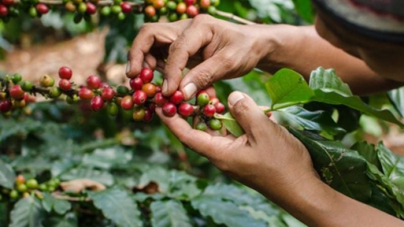 Cosecha de café en honduras 2022
