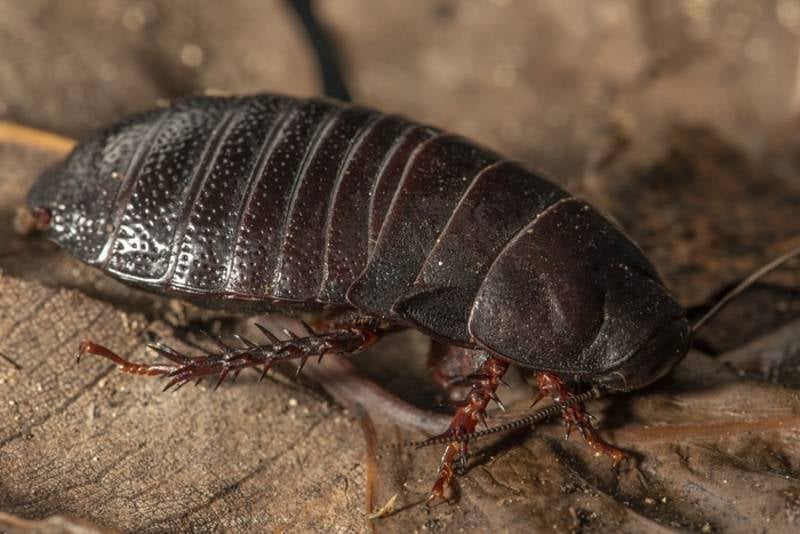 cucaracha carnivora