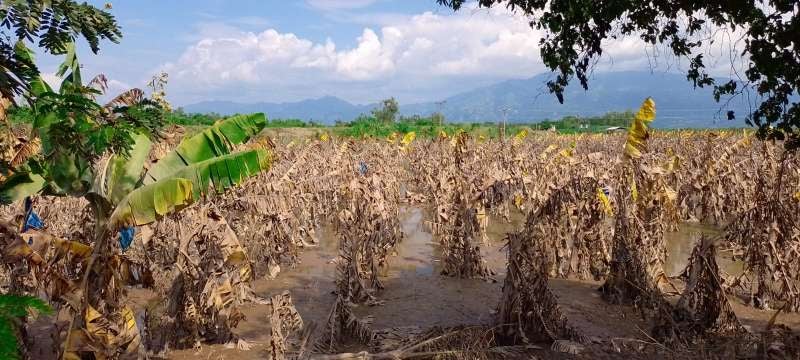 Así quedaron los cultivos de banano en el Valle de Sula luego de las últimas lluvias.