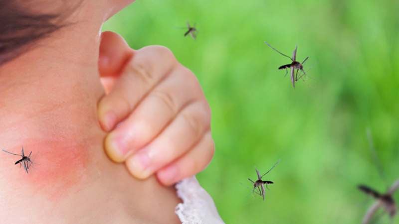 Casos de dengue diariamente en SPS