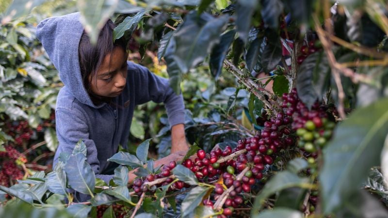 proponen que migrantes corten café