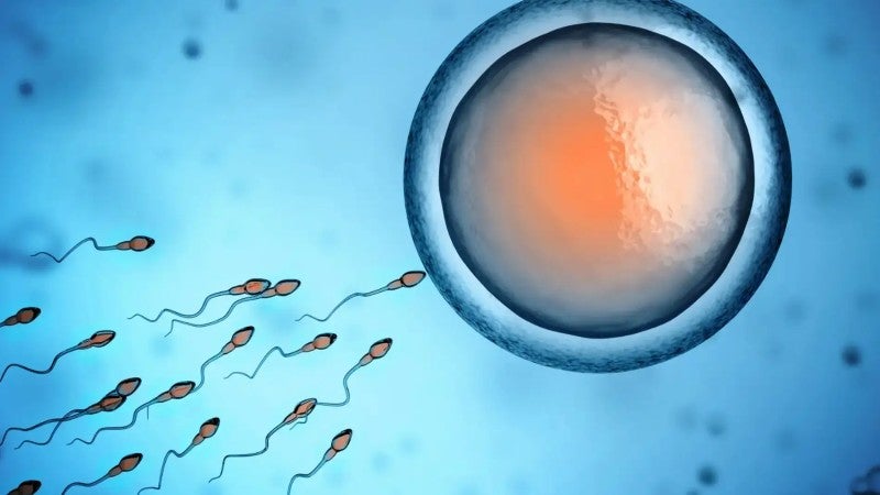 Estudio espermatozoides