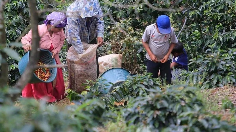Honduras empleos temporada de café