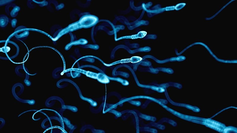Estudio disminución mundial espermatozoides
