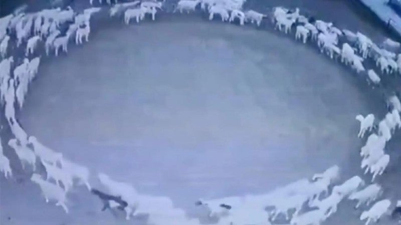 Vídeo ovejas caminan en círculos China