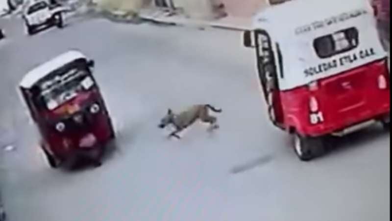 Accidente de mototaxi y perro