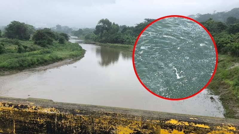 Peces mueren en río Choloma