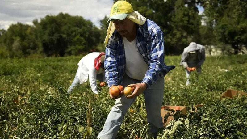 permisos de trabajo agrícolas hondureños