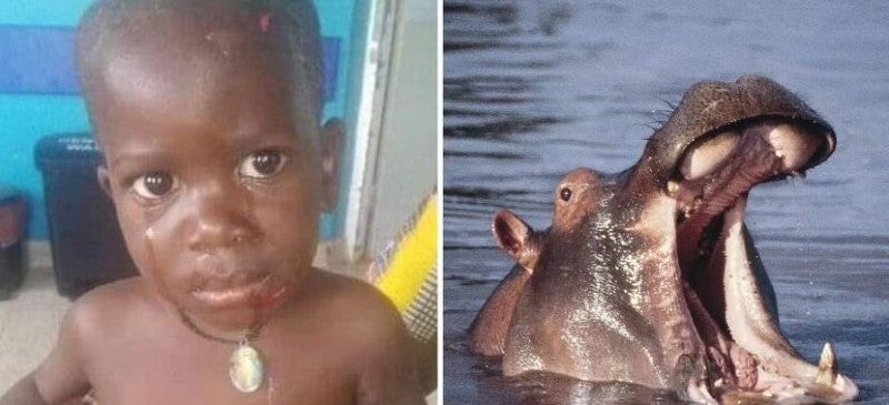 hipopótamo se traga a niño de dos años