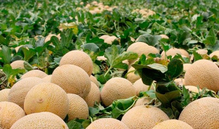 Honduras exportará contenedores melones Taiwán