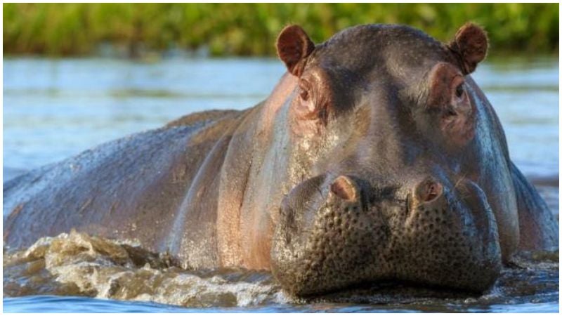 Hipopótamo se traga a niño de dos años