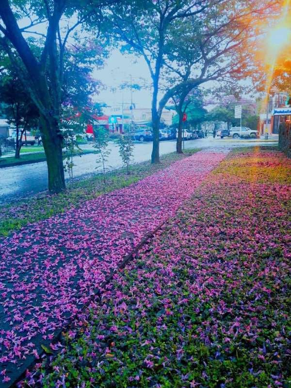 En las calles se ven las flores en el suelo.
