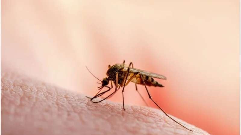 La malaria se transmite por picaduras de mosquito.
