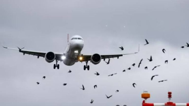 Choque entre un avión y un pájaro obliga aterrizaje de emergencia