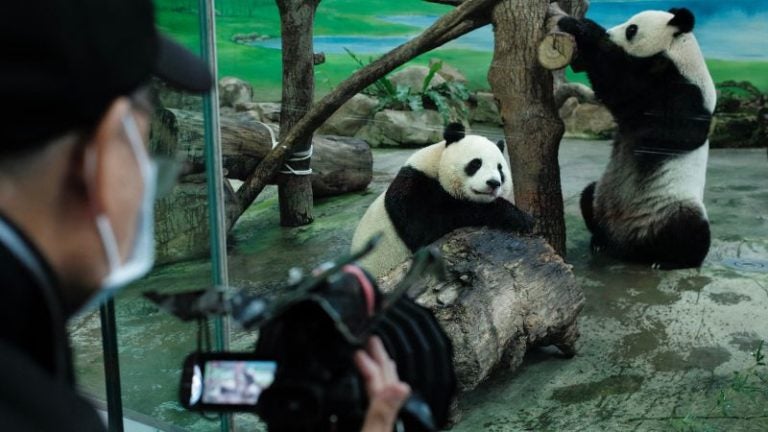 Reino Unido devolverá a China pandas