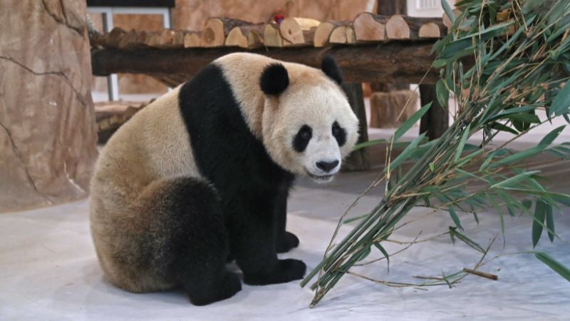 Reino Unido devolverá a China pandas