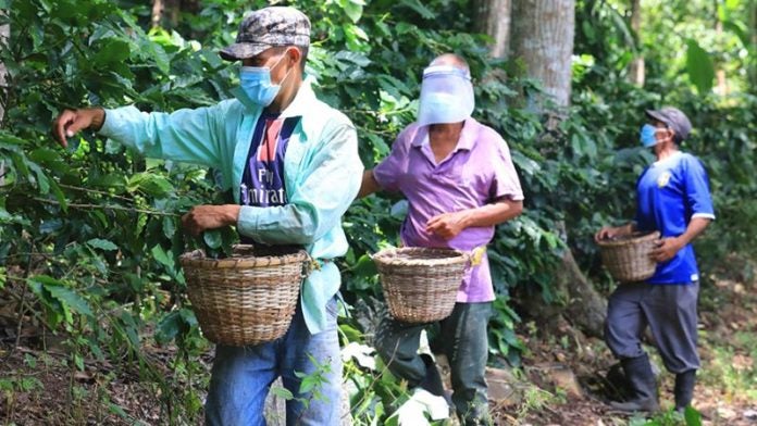 mano de obra en corte de café