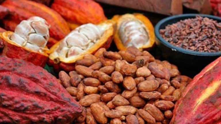 Productores de cacao proyectan superar producción este 2023