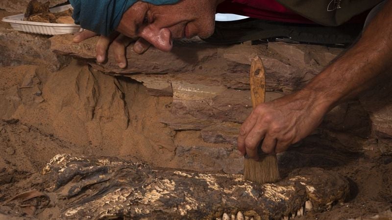 tumba egipcia con momias de cocodrilos