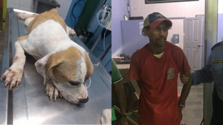 En estado crítico la perrita abusada por hombre en Puerto Cortés