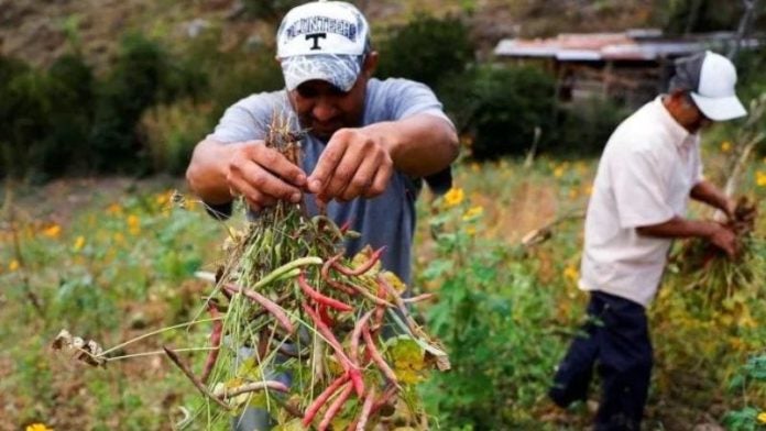 Producción de frijoles