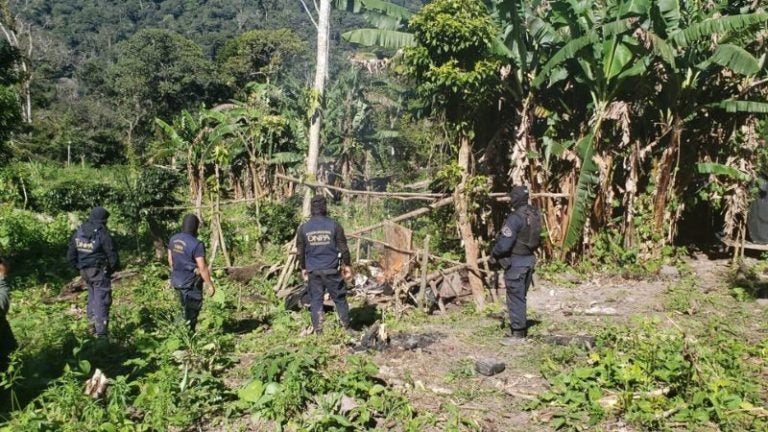 Localizan arbustos supuesta coca Yoro