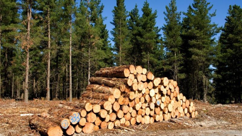 Decomisan madera en Catacamas