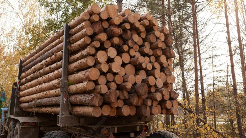 Decomisan madera de pino
