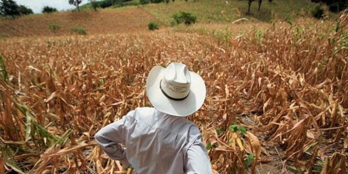 crisis alimentaria