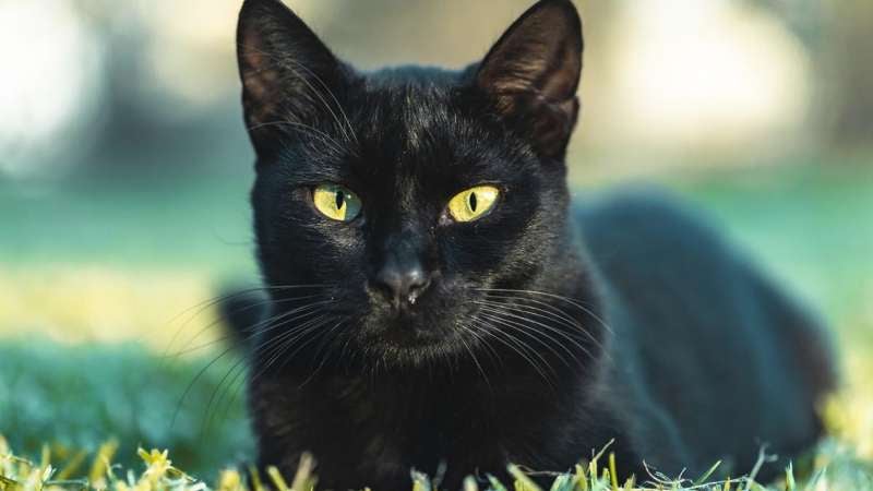 Se dice que cruzarse con un gato negro en este día dará más mala suerte.