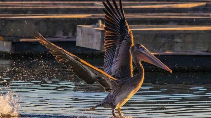 Sacrifican pelicanos por gripe aviar