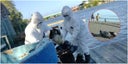 influenza-aviar-3-3
