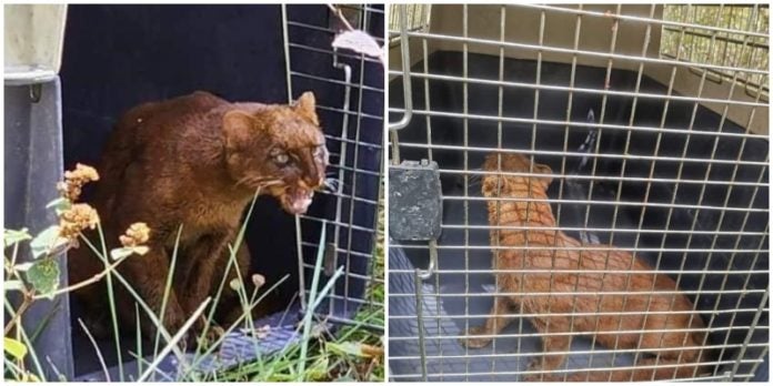 liberan a gato de monte